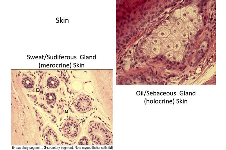 زيوت البشرة والعرق - أسباب تحول النظارات ذات الإطار الشفاف إلى اللون الأصفر